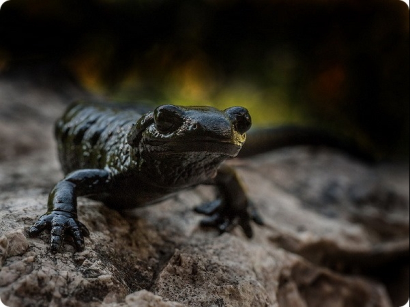 ¿Cuánto dura el embarazo más largo en animales? ¿Cuánto dura el embarazo más largo en animales?