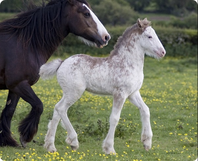¿Cuánto dura el embarazo más largo en animales? ¿Cuánto dura el embarazo más largo en animales?