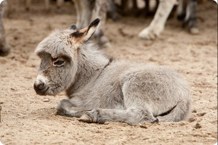¿Cuánto dura el embarazo más largo en animales? ¿Cuánto dura el embarazo más largo en animales?