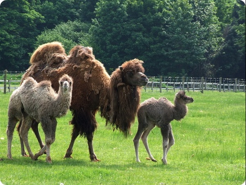 ¿Cuánto dura el embarazo más largo en animales? ¿Cuánto dura el embarazo más largo en animales?
