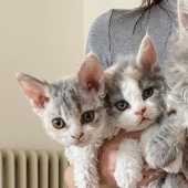 Curly kittens, similar to plush toys, do not leave anyone indifferent