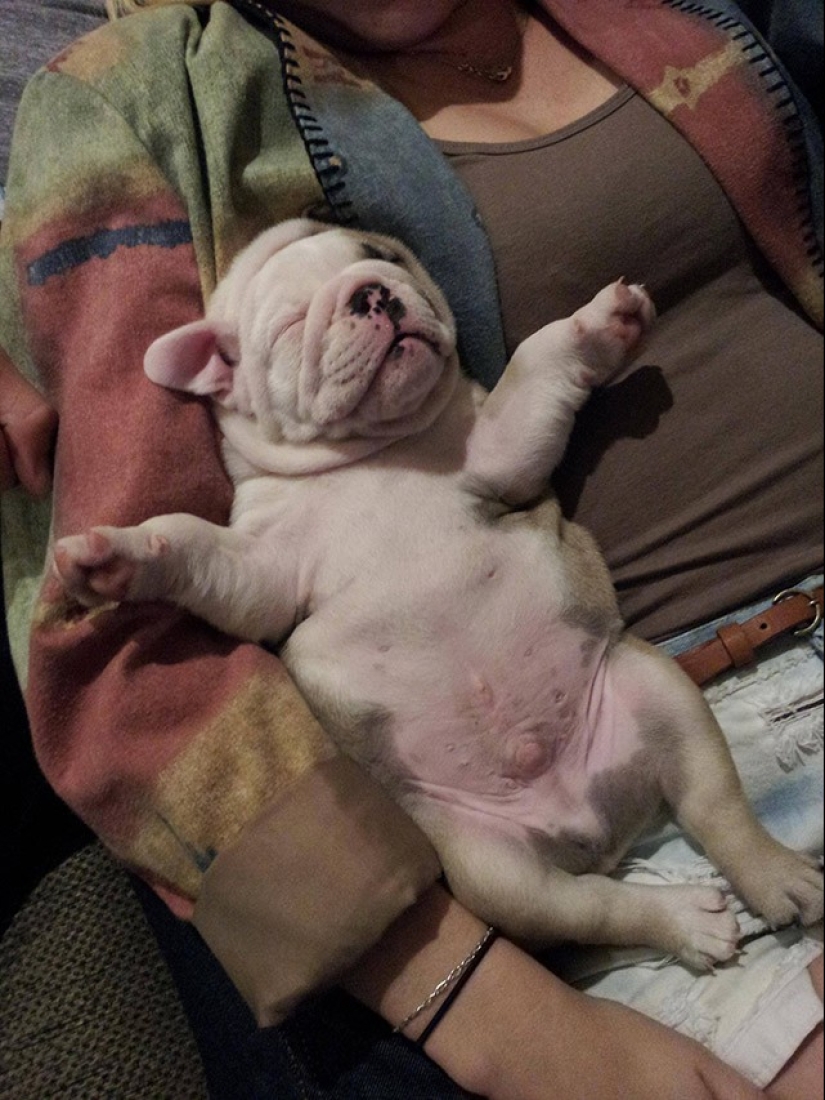 Cute bulldog puppies that will melt your heart