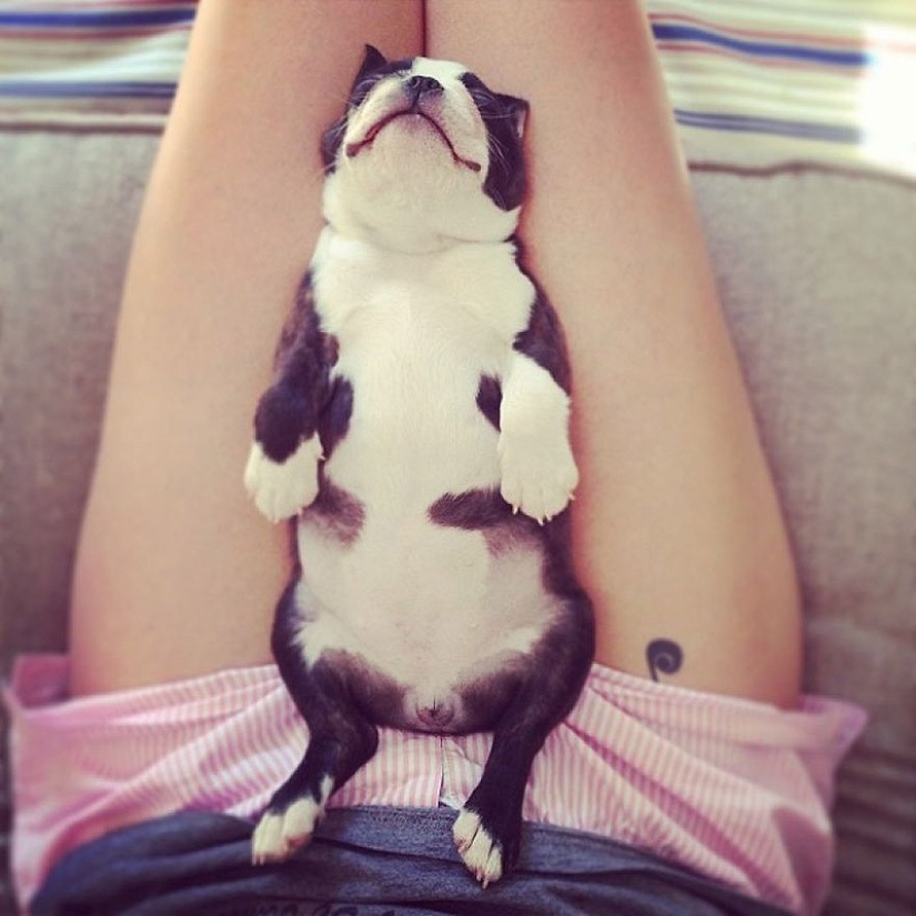 Cute bulldog puppies that will melt your heart