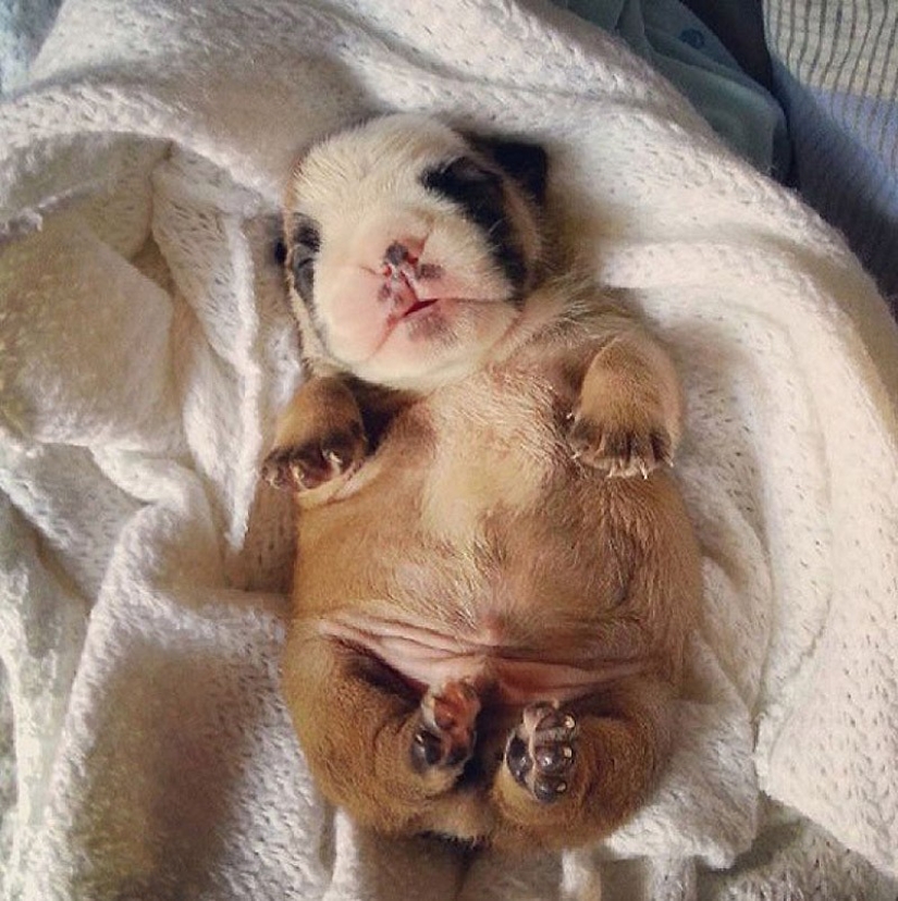 Cute bulldog puppies that will melt your heart