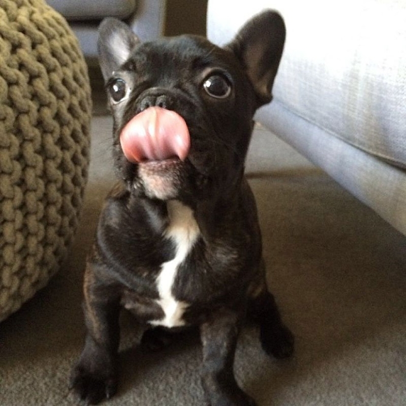 Cute bulldog puppies that will melt your heart