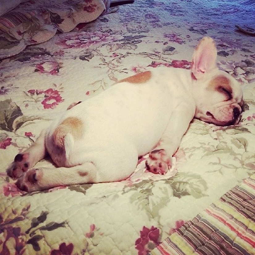 Cute bulldog puppies that will melt your heart