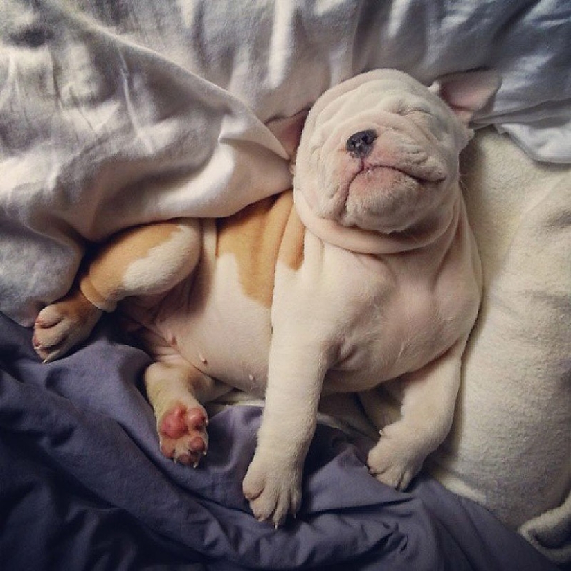 Cute bulldog puppies that will melt your heart