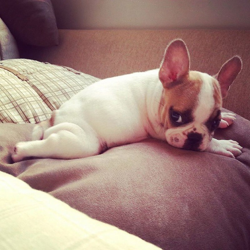 Cute bulldog puppies that will melt your heart