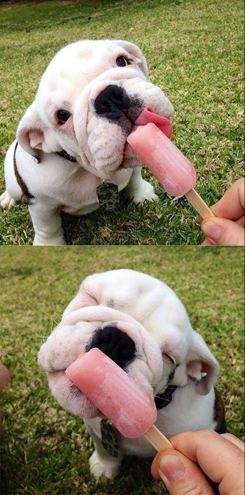 Cute bulldog puppies that will melt your heart