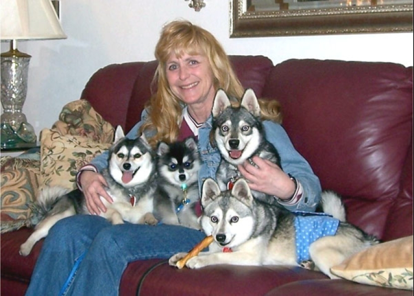 Cute kli-kai - miniature huskies living in Alaska