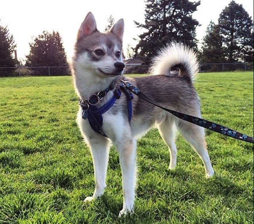 Cute kli-kai - miniature huskies living in Alaska