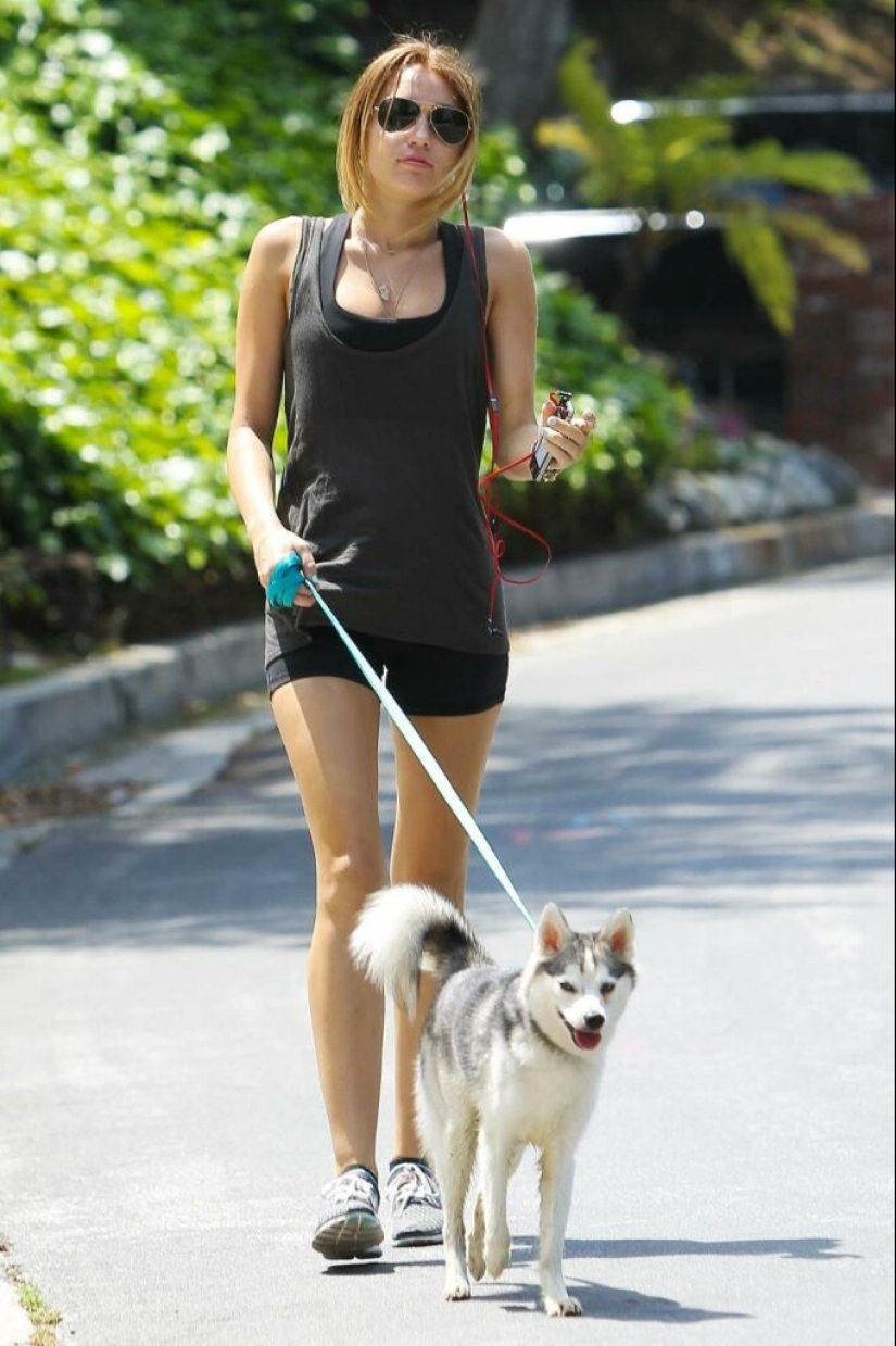 Cute kli-kai - miniature huskies living in Alaska