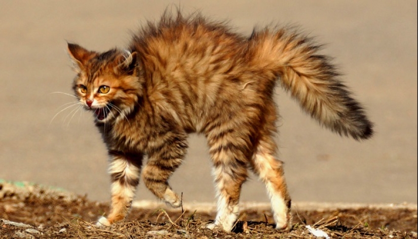 De dónde viene la piel de gallina y por qué la necesitamos De dónde viene la piel de gallina y por qué la necesitamos