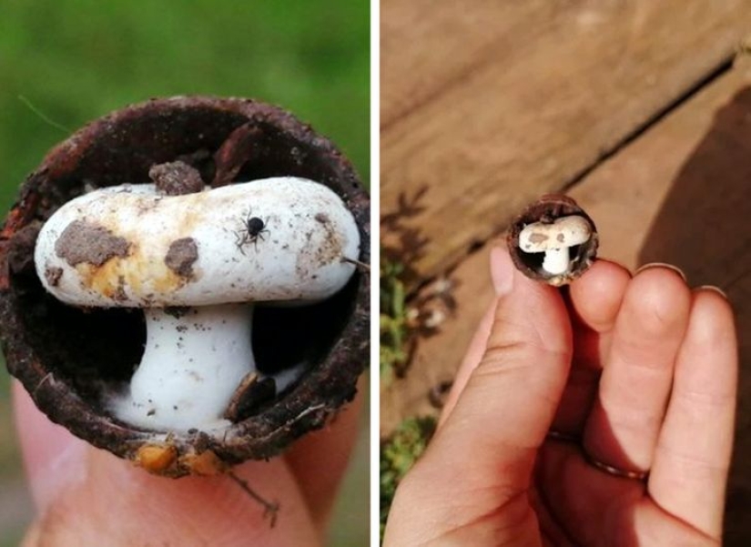 De la malaquita al billón de Zimbabue: 22 fotos asombrosas que no ves todos los días