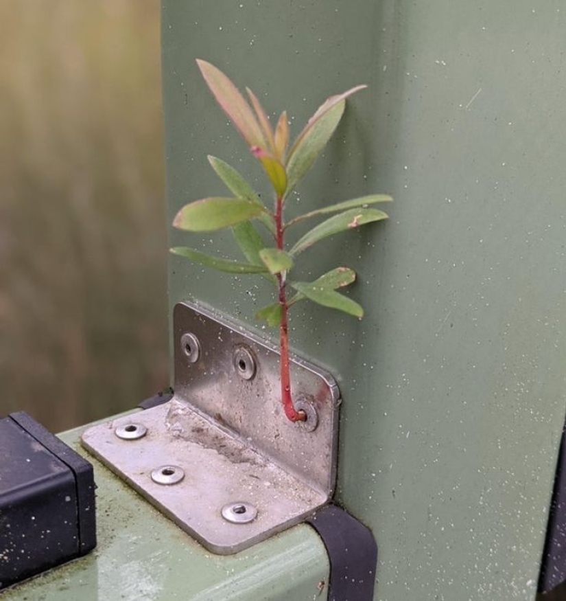 De la malaquita al billón de Zimbabue: 22 fotos asombrosas que no ves todos los días