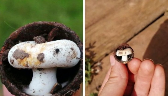 De la malaquita al billón de Zimbabue: 22 fotos asombrosas que no ves todos los días