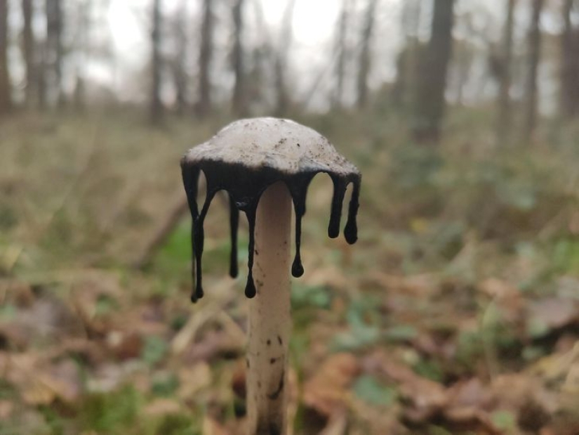 De la malaquita al billón de Zimbabue: 22 fotos asombrosas que no ves todos los días