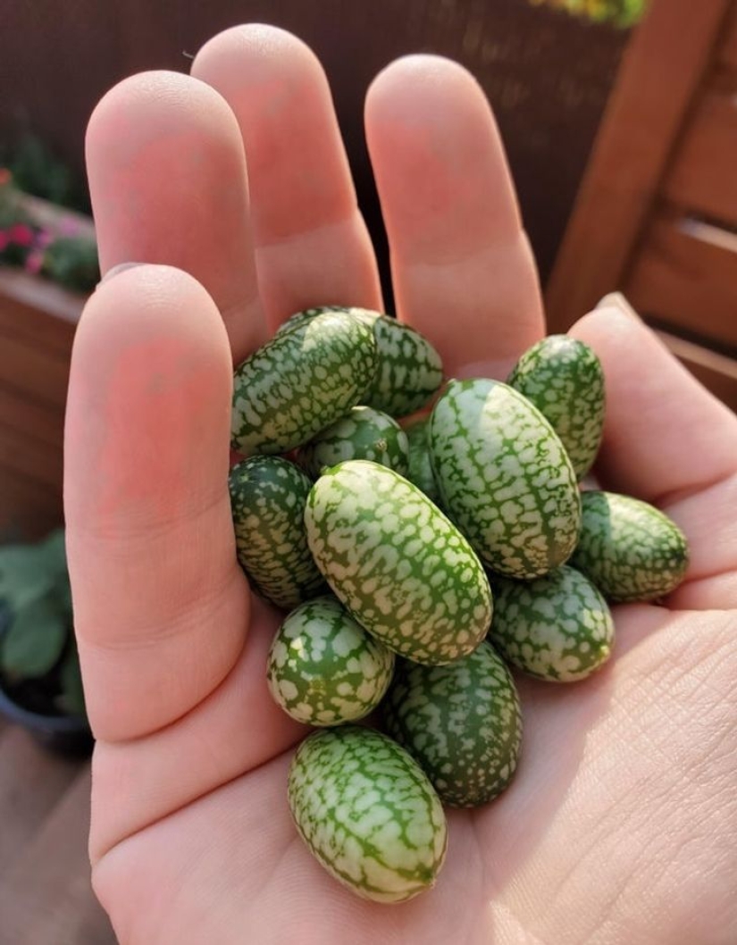 De la malaquita al billón de Zimbabue: 22 fotos asombrosas que no ves todos los días