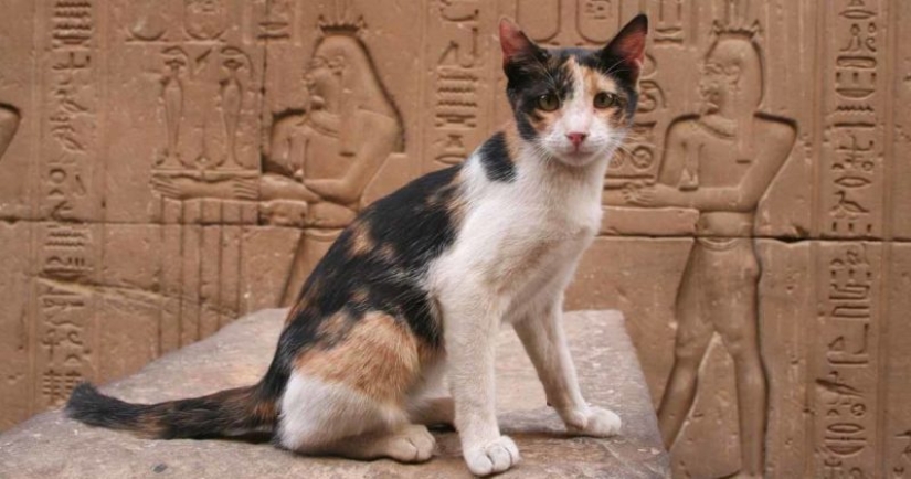 Del amor al odio: la historia de la difícil relación entre las personas y los gatos Del amor al odio: la historia de la difícil relación entre las personas y los gatos