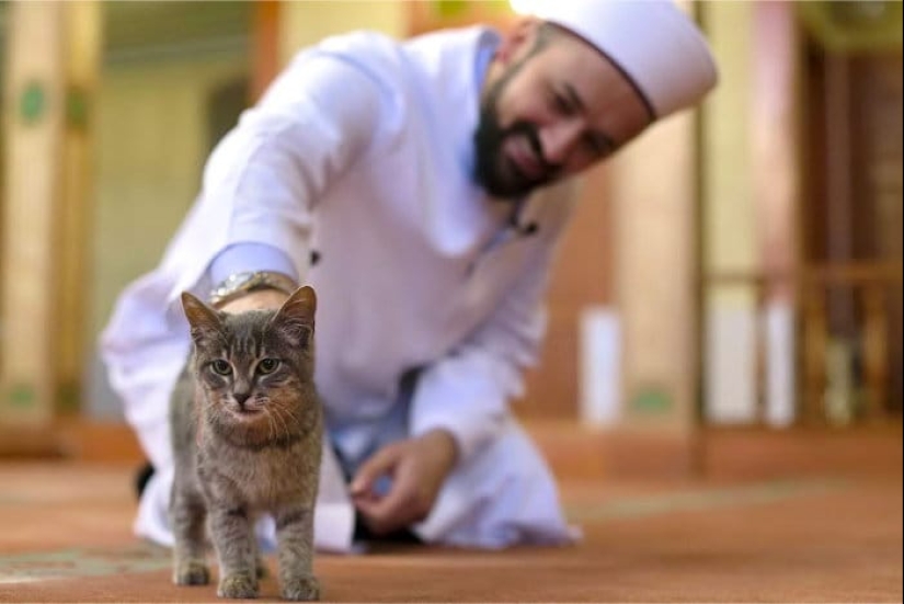 Del amor al odio: la historia de la difícil relación entre las personas y los gatos Del amor al odio: la historia de la difícil relación entre las personas y los gatos