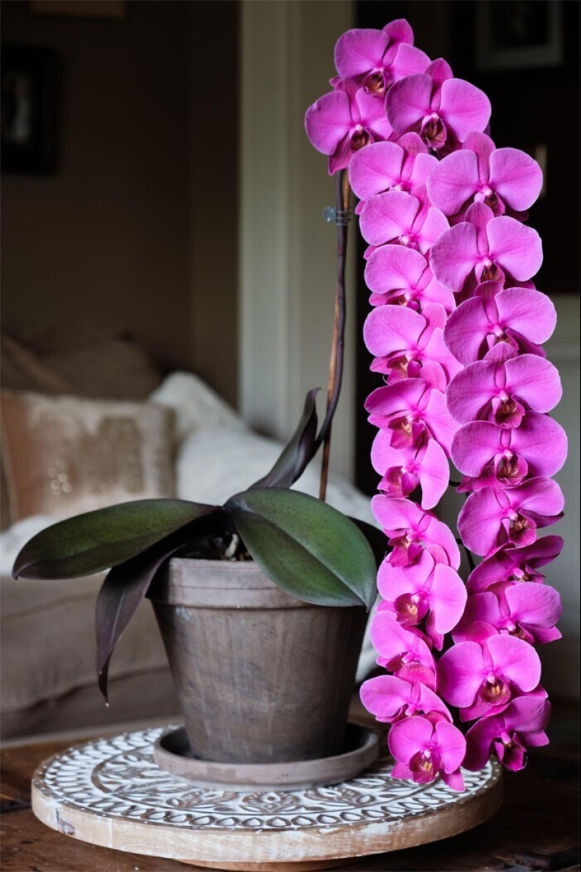 Deleite de los ojos: 22 hermosas fotos de plantas de interior Deleite de los ojos: 22 hermosas fotos de plantas de interior