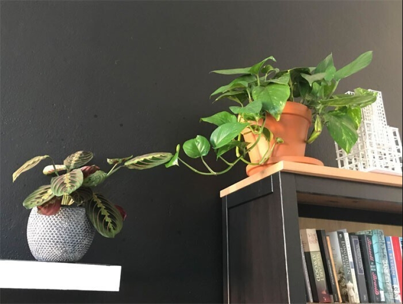 Deleite de los ojos: 22 hermosas fotos de plantas de interior Deleite de los ojos: 22 hermosas fotos de plantas de interior