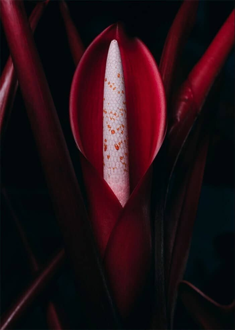 Deleite de los ojos: 22 hermosas fotos de plantas de interior Deleite de los ojos: 22 hermosas fotos de plantas de interior