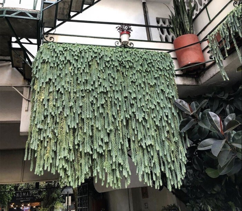 Deleite de los ojos: 22 hermosas fotos de plantas de interior Deleite de los ojos: 22 hermosas fotos de plantas de interior