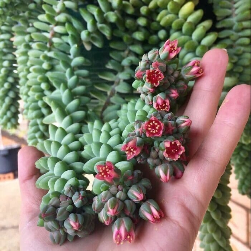 Deleite de los ojos: 22 hermosas fotos de plantas de interior Deleite de los ojos: 22 hermosas fotos de plantas de interior