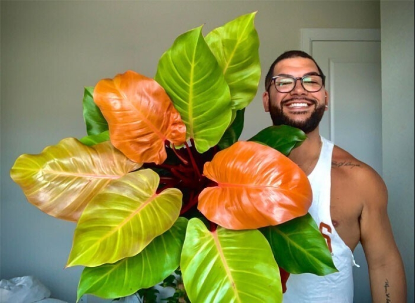 Deleite de los ojos: 22 hermosas fotos de plantas de interior Deleite de los ojos: 22 hermosas fotos de plantas de interior