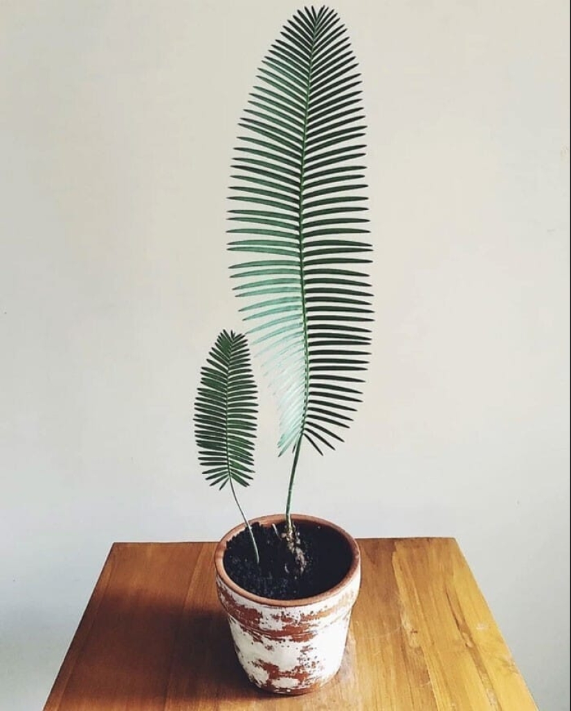 Deleite de los ojos: 22 hermosas fotos de plantas de interior Deleite de los ojos: 22 hermosas fotos de plantas de interior