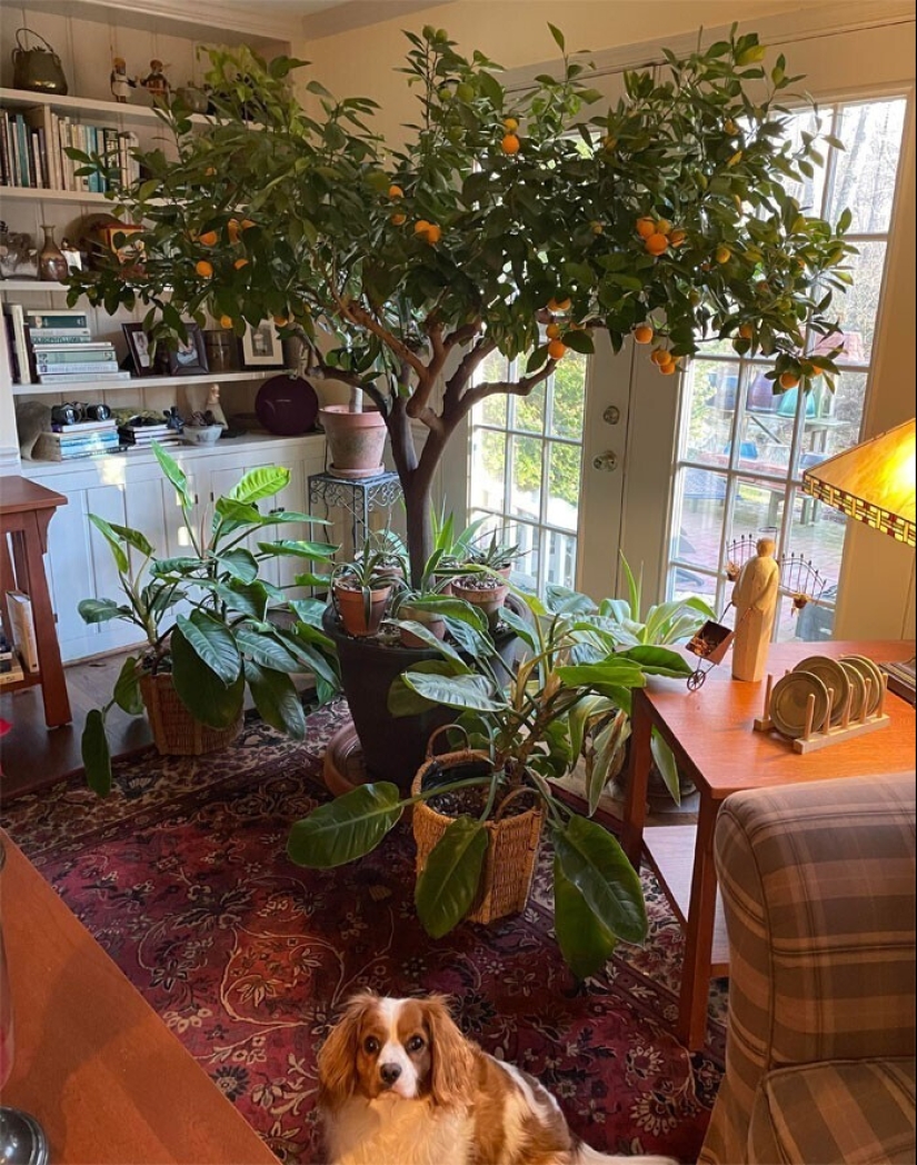 Deleite de los ojos: 22 hermosas fotos de plantas de interior Deleite de los ojos: 22 hermosas fotos de plantas de interior