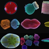 Diatomeas: Micrografías de Paul Hargreaves y Fay Darling