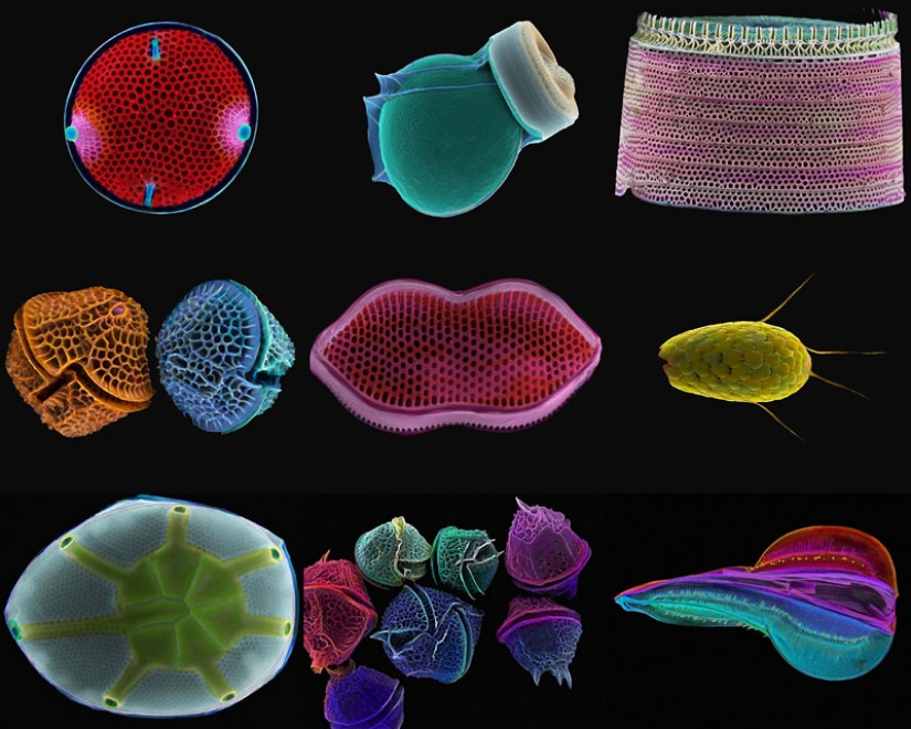 Diatoms: Micrographs by Paul Hargreaves and Fay Darling