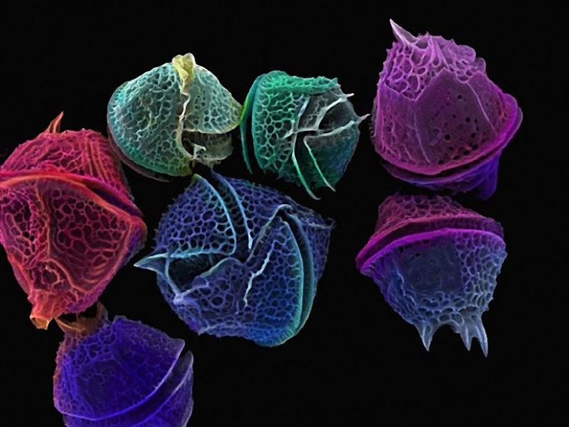 Diatoms: Micrographs by Paul Hargreaves and Fay Darling