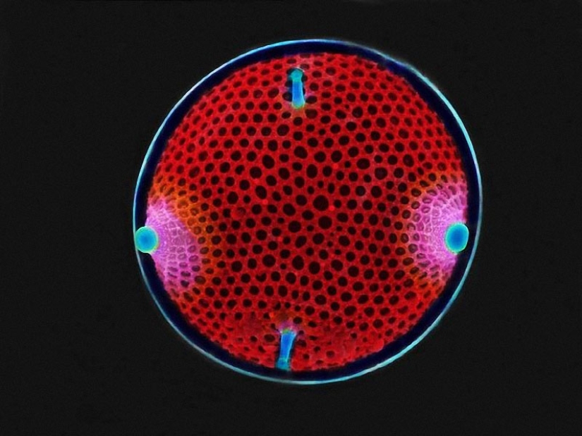 Diatoms: Micrographs by Paul Hargreaves and Fay Darling