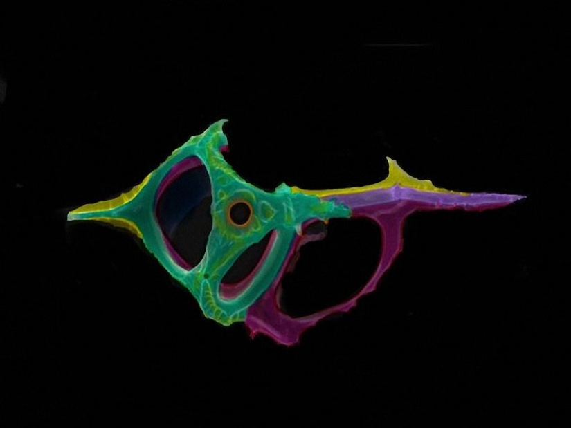 Diatoms: Micrographs by Paul Hargreaves and Fay Darling