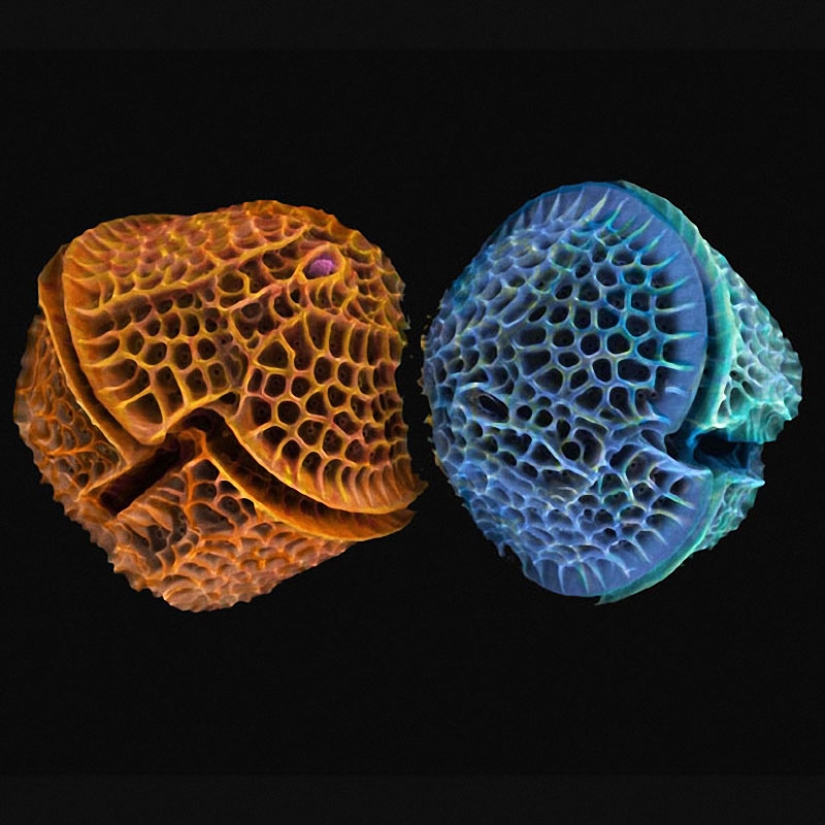 Diatoms: Micrographs by Paul Hargreaves and Fay Darling