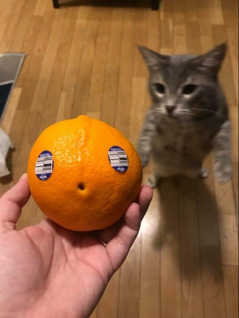 Did it seem or not? 22 photos of things that are very similar to other things Did it seem or not? 22 photos of things that are very similar to other things