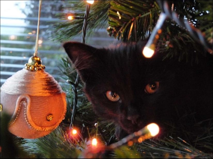 Did you put up a Christmas tree for the cat?