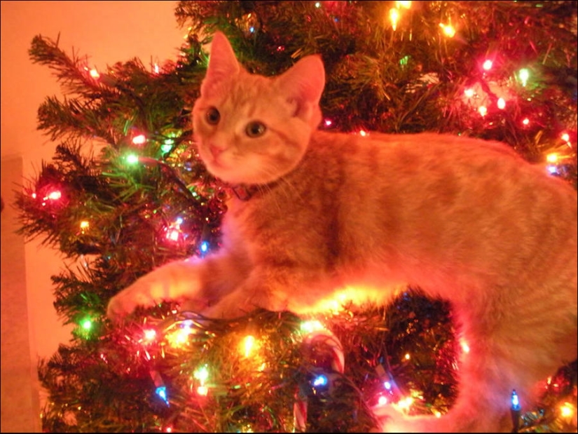 Did you put up a Christmas tree for the cat?