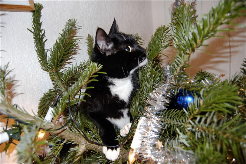 Did you put up a Christmas tree for the cat?