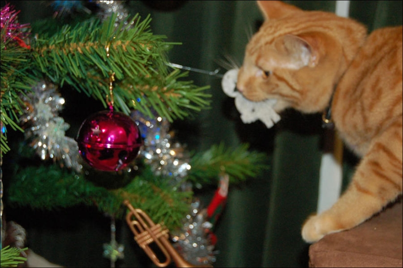 Did you put up a Christmas tree for the cat?