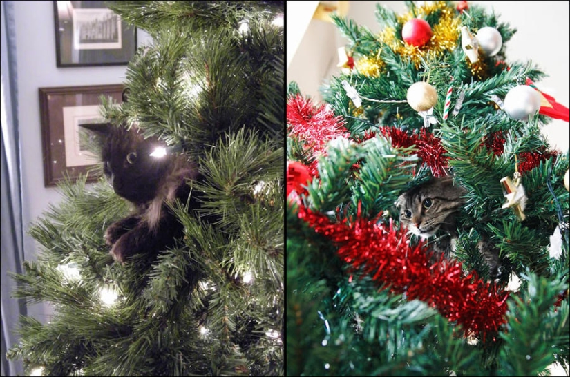Did you put up a Christmas tree for the cat?