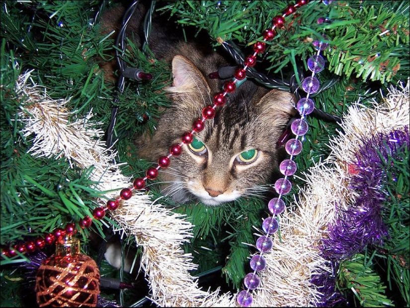 Did you put up a Christmas tree for the cat?
