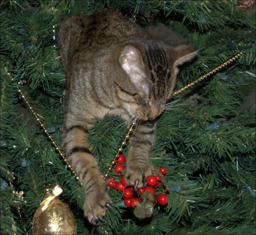 Did you put up a Christmas tree for the cat?