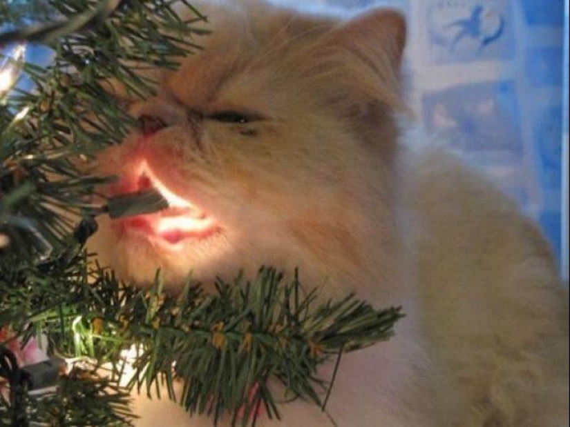 Did you put up a Christmas tree for the cat?