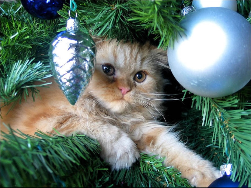 Did you put up a Christmas tree for the cat?