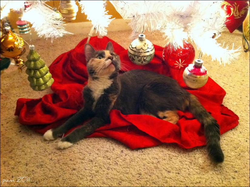 Did you put up a Christmas tree for the cat?