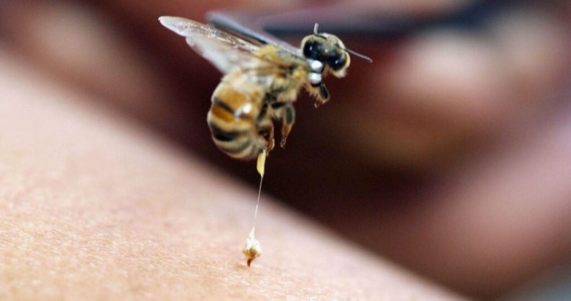 Do bees die after they sting? Scientists have revealed the secret Do bees die after they sting? Scientists have revealed the secret